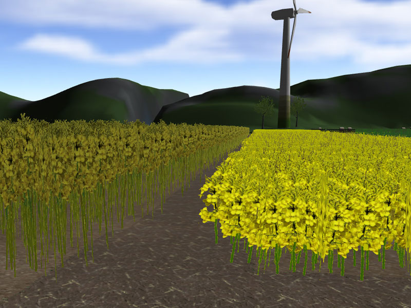 Canola Texture (+ New ...