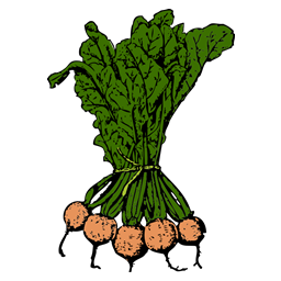 Sugarbeet / Buraki