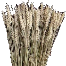 Rye / Żyto
