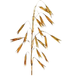 Oat / Owies